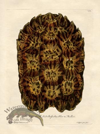 Trew Turtle Shell 09